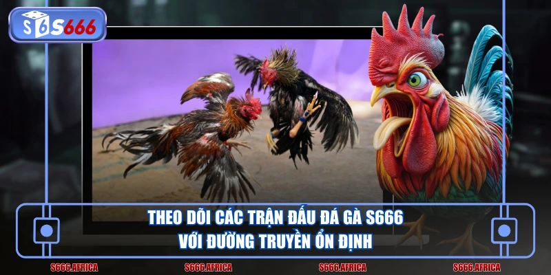 Theo dõi các trận đấu đá gà S666 với đường truyền ổn định